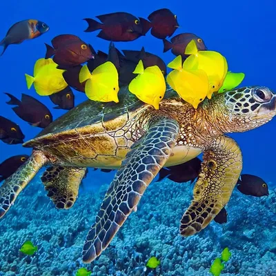 Удивительные Фотографии on Instagram: “Удивительный подводный мир! Подводный  мир удивительный, яркий и прекрасный Под … | Морские черепахи,  Глубоководье, Подводный