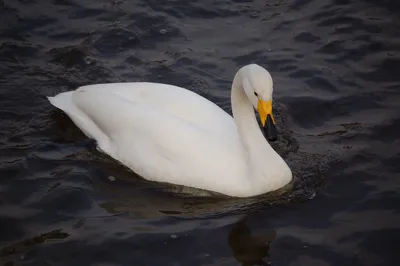 Водоплавающих птиц