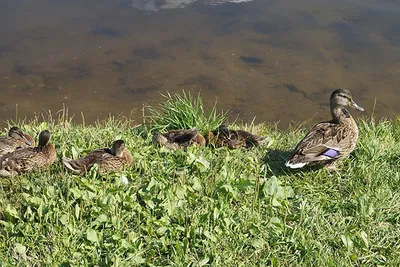 Экологи приглашают посчитать зимующих в столице водоплавающих птиц -  Агентство социальной информации