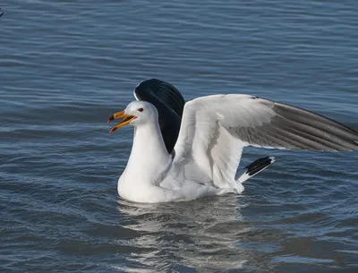 Остаются зимовать. Специалисты рассказали, нужно ли спасать не улетевших на  юг водоплавающих птиц | телеканал ТОЛЬЯТТИ 24