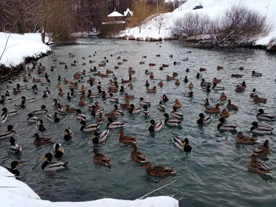 В выходные в Кемерове пройдет традиционная всероссийская акция  среднезимнего учёта водоплавающих птиц «Серая шейка»