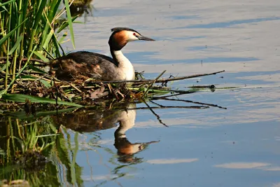 Орнитологи просят жителей городов помочь в подсчёте водоплавающих птиц: в  стране пройдёт акция «Серая шейка» - новости экологии на ECOportal