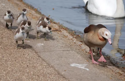 Акция «Серая шейка»: орнитологи просят туляков помочь в подсчёте водоплавающих  птиц - Новости Тулы и области - MySlo.ru
