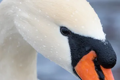 В Курске 20 и 21 января посчитают водоплавающих птиц | Информационный  портал KURSKCiTY.RU