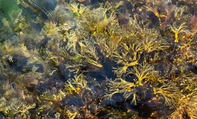 Остров из водорослей, вдвое превышающий ширину США, движется в сторону  Флориды - Газета.Ru | Новости