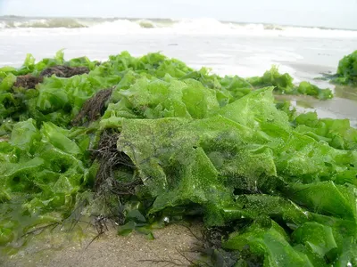 Сине-зеленые водоросли выделяют опасные для человека токсины / Статья