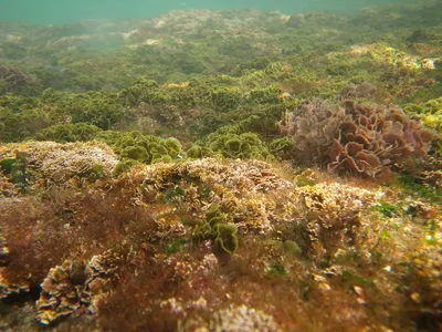 Ламинария листовая неэкстрагированная, 1 кг, Kelp, водоросли беломорские  пищевые