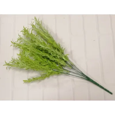 Зелёные водоросли (Chlorophyta) - PictureThis