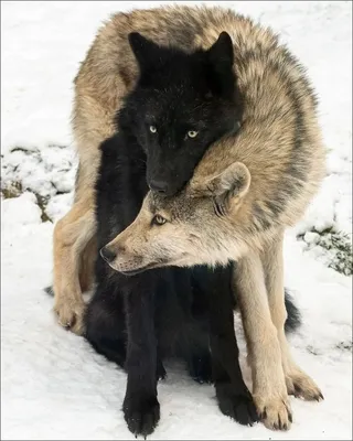 Картина по номерам \"Волчья любовь\"