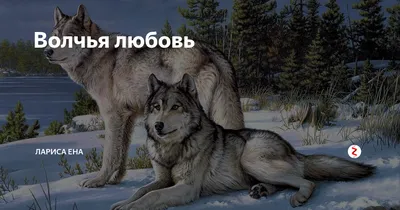 Волчья любовь, Ульяна Соболева – скачать книгу fb2, epub, pdf на ЛитРес