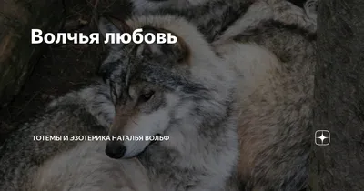 Волчья любовь (Татьяна Саматоева Цыцылина) / Стихи.ру