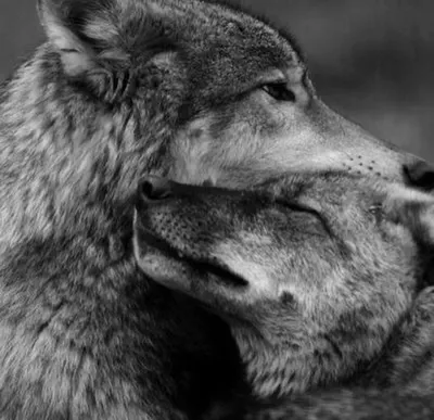 Волчья Любовь | ВУЛЬФФ