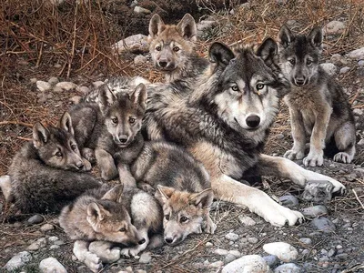 Волчица с волчатами картинки - 83 фото