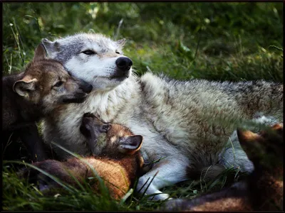 Волчата в природе - 69 фото