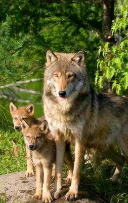 Купить в Минске, 42472 Набор Волчица с волчатами, цена