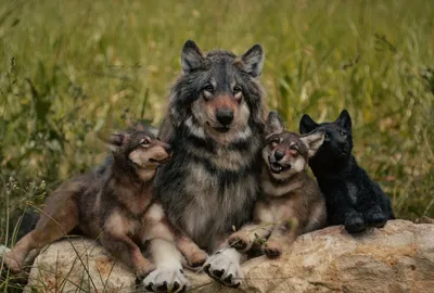 Картина по номерам \"Волчица с волчатами\"