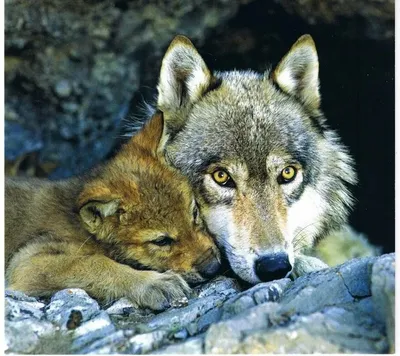 Волк волчица и Волчонок - 60 фото | Волчата, Животные, Дикие животные