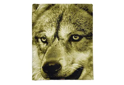 Волчица спасла потерявшегося в лесу щенка, несмотря на то, что люди забрали  ее волчат | Заметки о животных | Дзен
