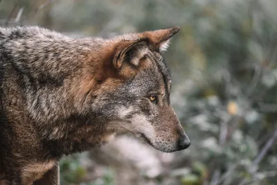 Фото Волчица кормит волчат