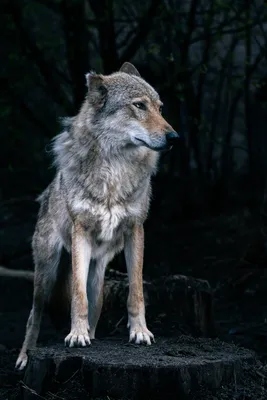 Картина из янтаря Волк и волчица — Ukryantar