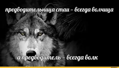 В Большереченском зоопарке волчица родила двух малышей | Общество |  Омск-информ