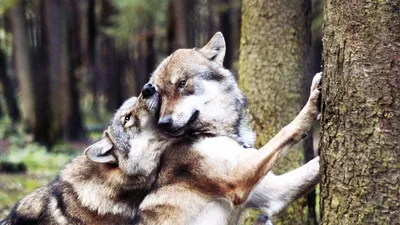 Обои на рабочий стол Волчица с волчонком в лесу, фотограф Rudy Pohl, обои  для рабочего стола, скачать обои, обои бесплатно