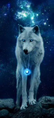 Обои пес, арктический волк, Псовые, арт, волк для iPhone XS Max бесплатно,  заставка 1242x2688 - скачать картинки и фото