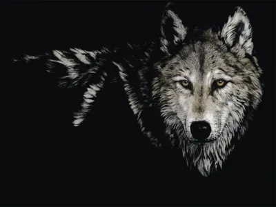 Волк на заставку - 57 фото
