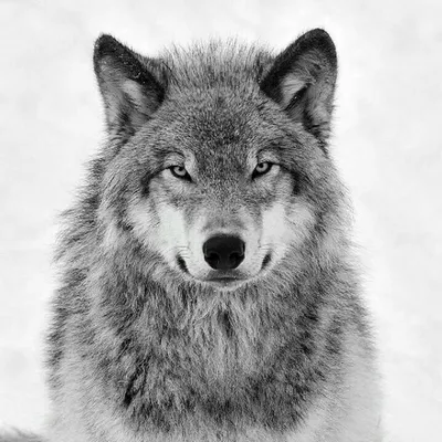 Белый волк и черный волк - онлайн-пазл