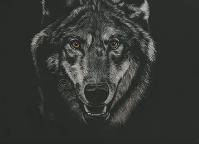 Скачать обои морда, чёрно-белое, хищник, волк, face разрешение 1024x1024  #163261