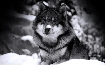Волк черно-белая изолированная икона. векторная иллюстрация | Премиум  векторы
