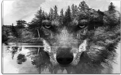 Лес ночь черно белый волк в траве…» — создано в Шедевруме