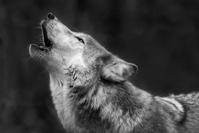 Черно белый волк рисунок - 80 фото