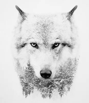 Черно белый волк рисунок - 71 фото