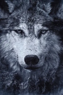 Волк Чернобелый — стоковые фотографии и другие картинки Без людей - Без  людей, Белый, Волк - iStock