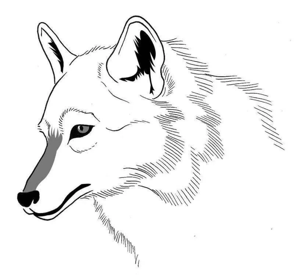 Волк картинка распечатать. Раскраска волк. Картинки для раскрашивания волк. Волк рисунок раскраска. Рисунок волка для раскрашивания.
