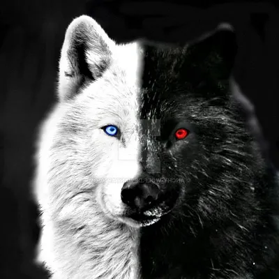 файл вектора волка. черно-белый волк воет на луну хаски Иллюстрация вектора  - иллюстрации насчитывающей хищник, завывать: 227695114