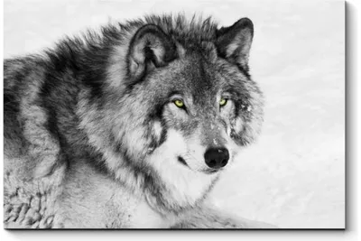 Картина Picsis Черно-белый портрет волка, 660x430x40 мм 3745-9847037 -  выгодная цена, отзывы, характеристики, фото - купить в Москве и РФ