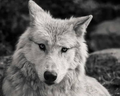 Купить Черно-белая голова волка HD печать холст картины современные  животные настенные художественные принты плакатов крутые фотографии волка  для декора гостиной | Joom