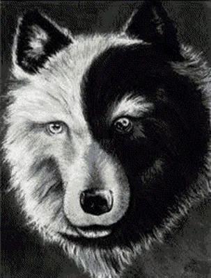 Стоковая фотография 240647683: Евразийский волк черно-белый | Shutterstock