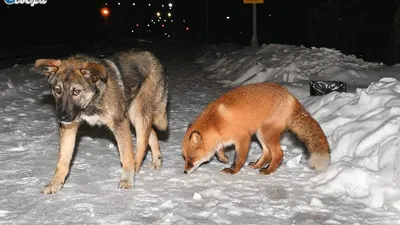 Любовь между собакой и лисом возможна: неприличное фото хвостатой парочки  из Якутии взорвало соцсети - KP.RU