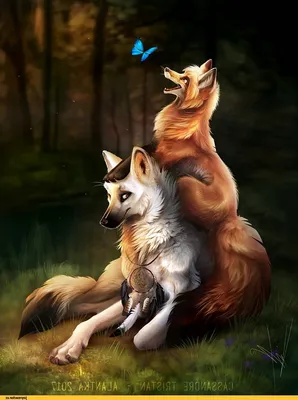 Лиса и волк в лесу - 77 фото