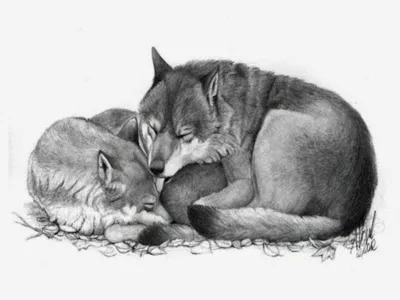Волк и лиса любовь арт - 62 фото