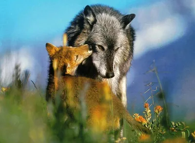 Волк и лиса картинки - 82 фото