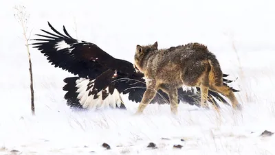 Картина мозаикой \"Волк и орёл\" (24 цвета) — купить в интернет-магазине по  низкой цене на Яндекс Маркете