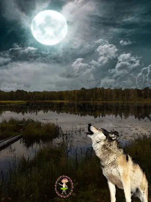 Силуэт волк воет на луну Stock Vector | Adobe Stock