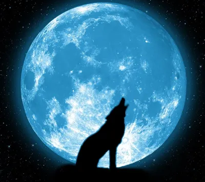 Волк воет на луну.