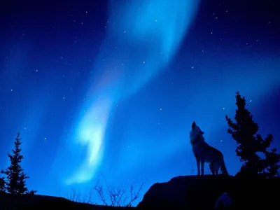 Волк воет на луну» — создано в Шедевруме