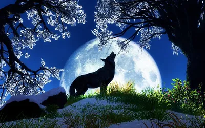 Картинки волчонок воет на луну (66 фото) » Картинки и статусы про  окружающий мир вокруг
