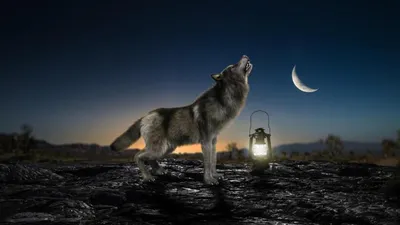Алмазная мозаика 30х40 см Волк воет на луну, 26 цв., урв. 4 - МНОГОКНИГ.lv  - Книжный интернет-магазин